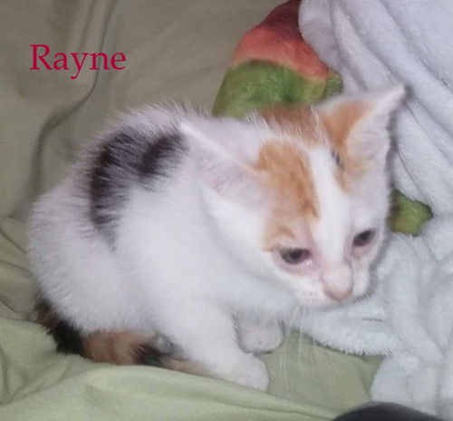 Rayne