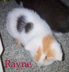 Rayne