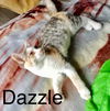 Dazzle