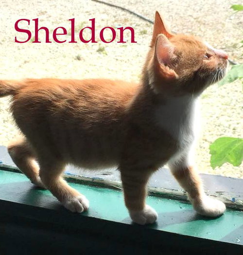 Sheldon