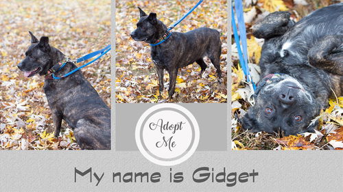 Gidget