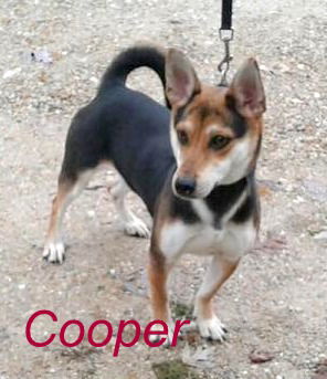 Cooper