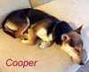 Cooper