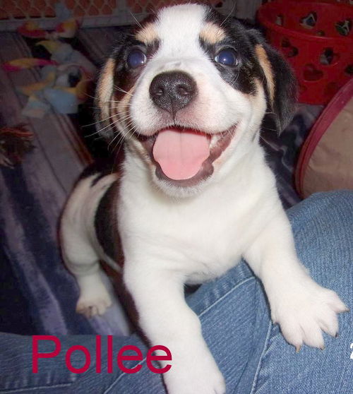 Pollee