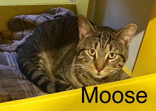 Moose