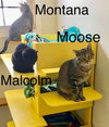 Moose