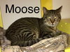 Moose