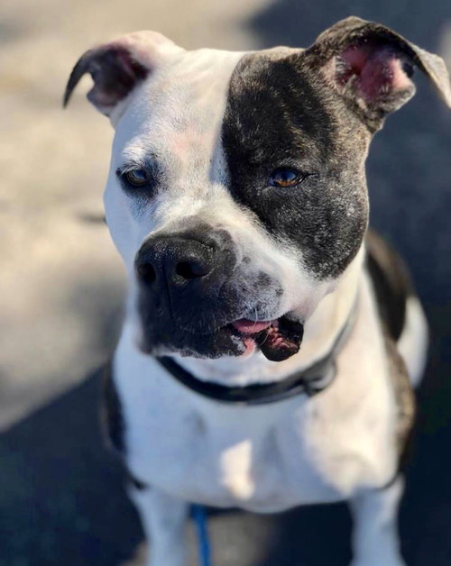 Sophie