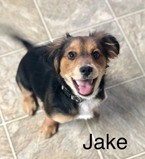 Jake