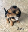 Jake