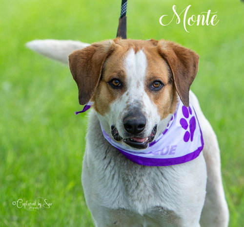 Monte
