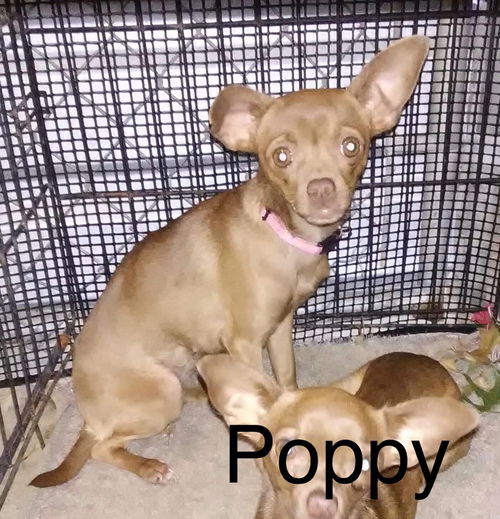 Poppy