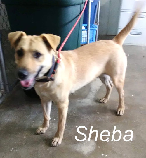 Sheba