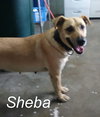 Sheba