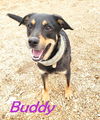 Buddy