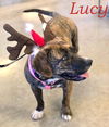 Lucy