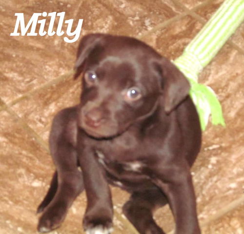 Milly