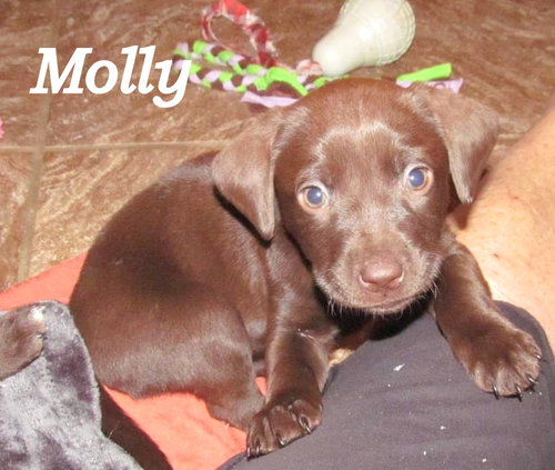 Molly