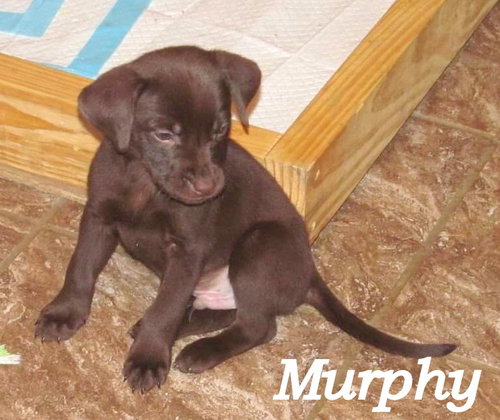 Murphy