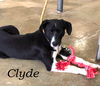 Clyde