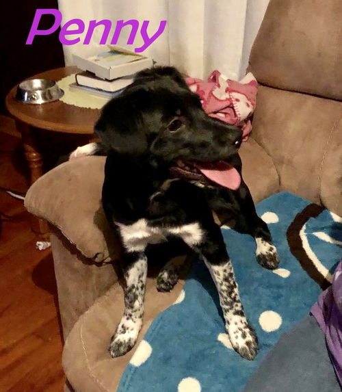 Penny