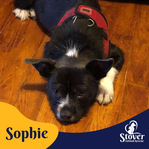 Sophie