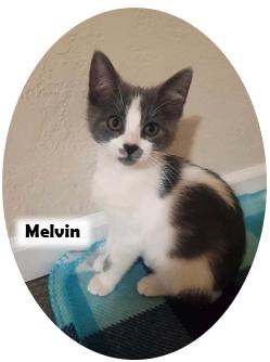 Melvin