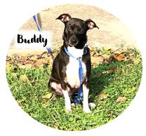 Buddy