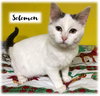 Solomon