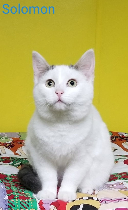 Solomon
