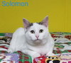 Solomon