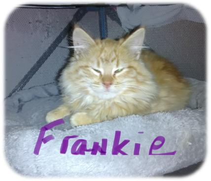 Frankie