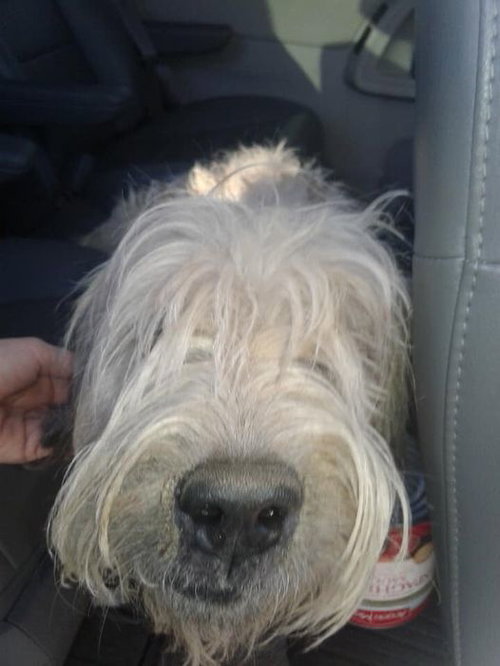 Shaggy