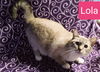 Lola