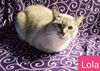 Lola