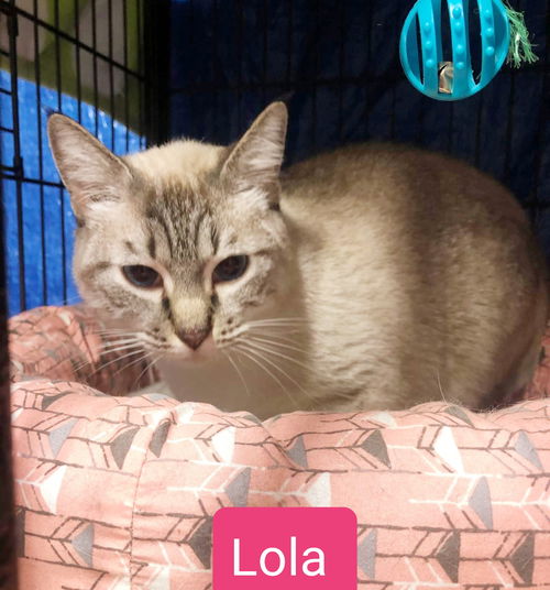 Lola