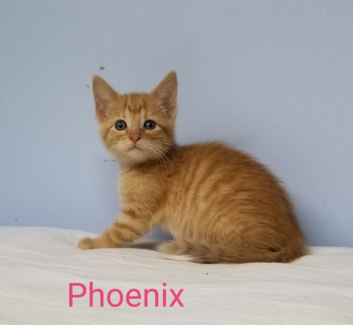 Phoenix