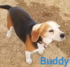 Buddy