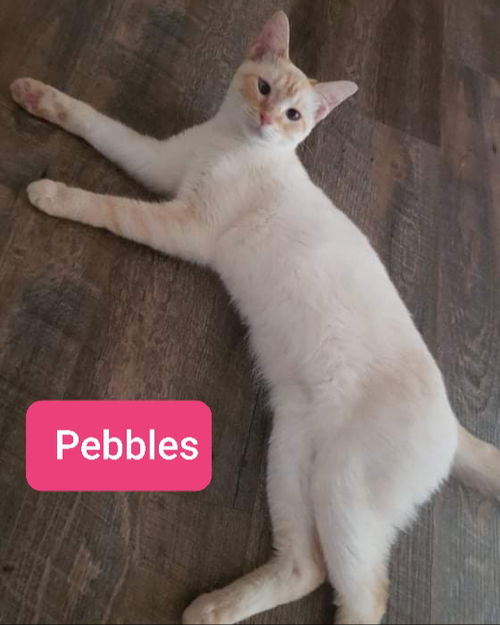 Pebbles