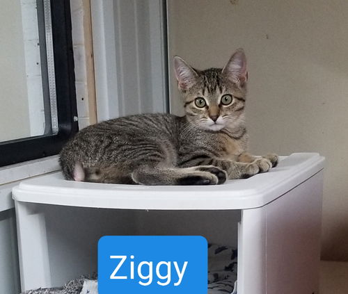 Ziggy