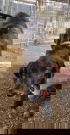 Duke