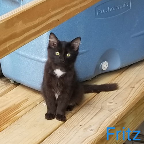 Fritz