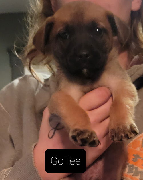Go Tee