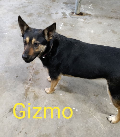 Gizmo