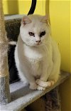 adoptable Cat in stover, MO named Murphy