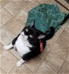 adoptable Cat in stover, MO named Sylvester