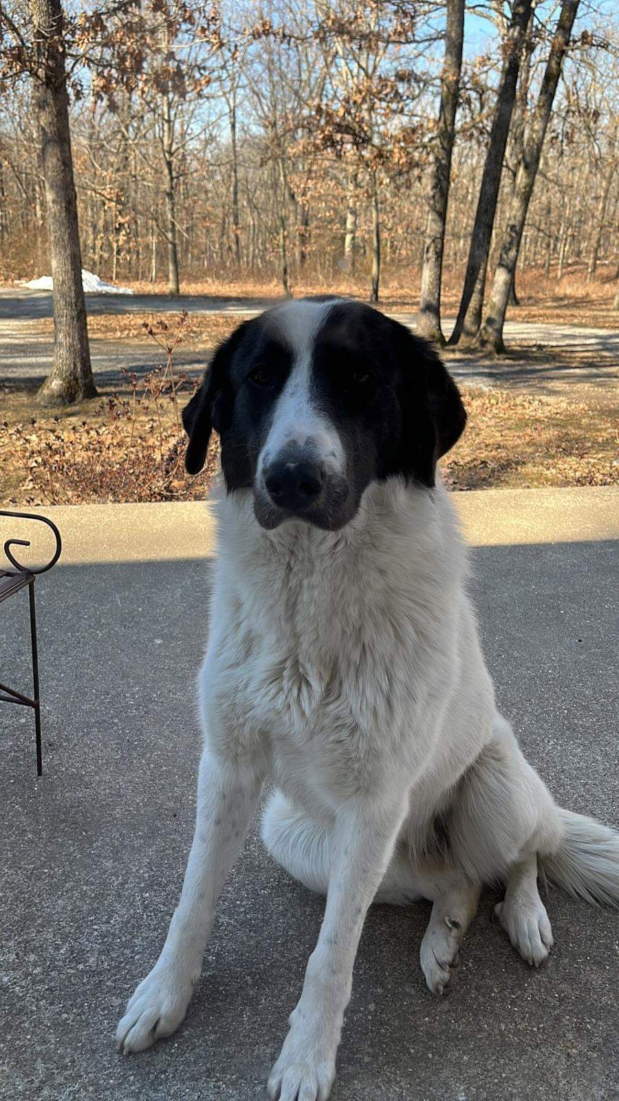 Great pyrenees mixed hot sale with blue heeler