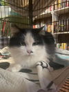 Dottie
