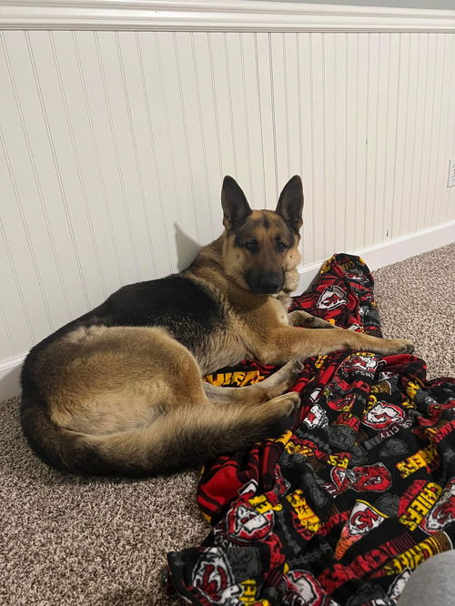 Chief