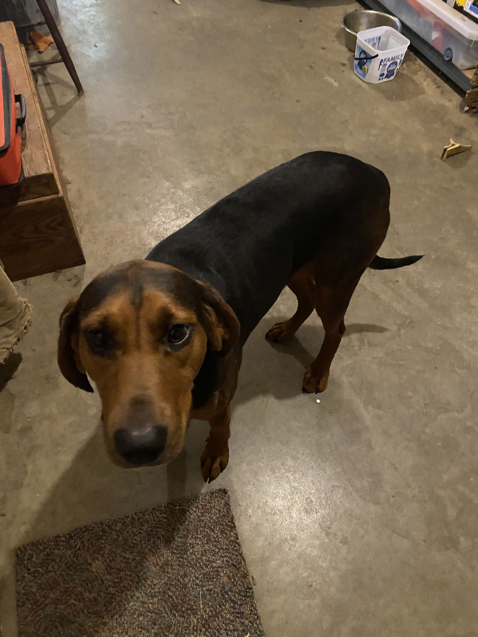 Dog for Adoption - Ruthie, a Black and Tan Coonhound in Tipton, MO ...